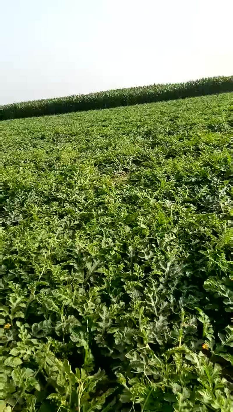 沙地西瓜金城5