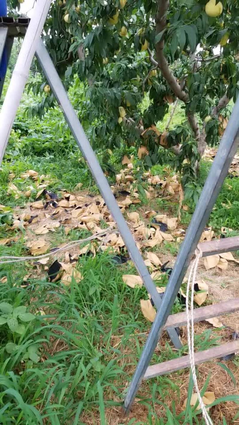 北京14号桃
