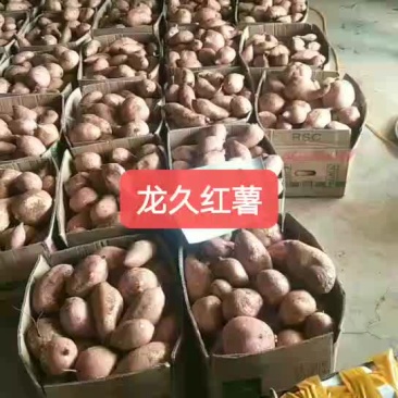 龙久红薯