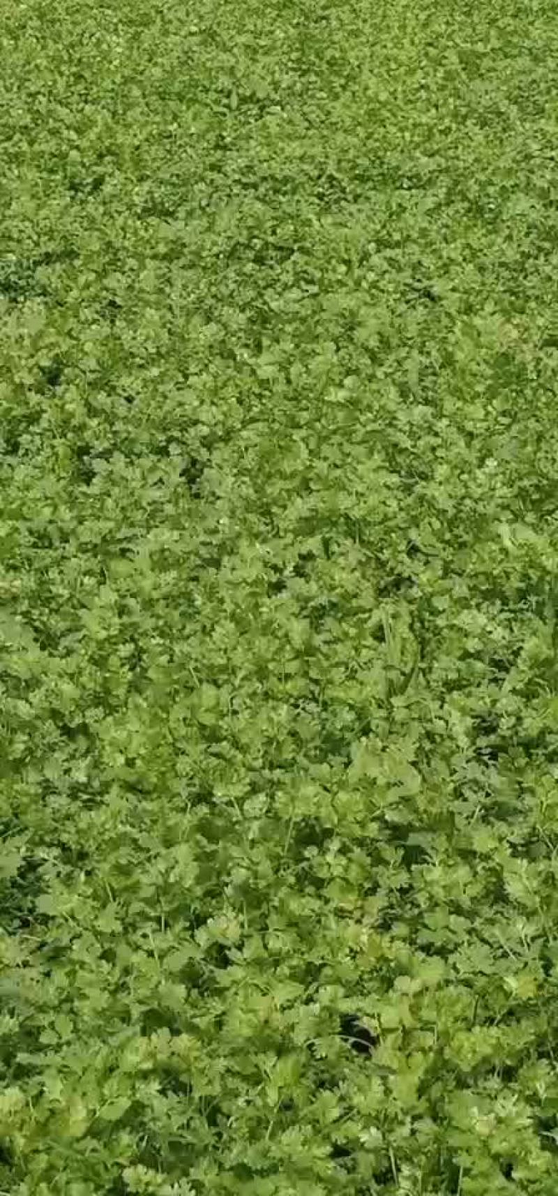一万斤香菜出售，寒地黑土，质量优。20-----25高