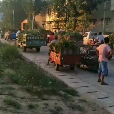 龙九，双季红薯