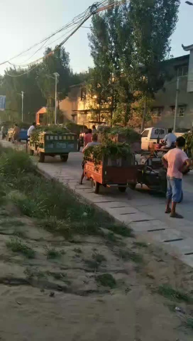 龙九，双季红薯