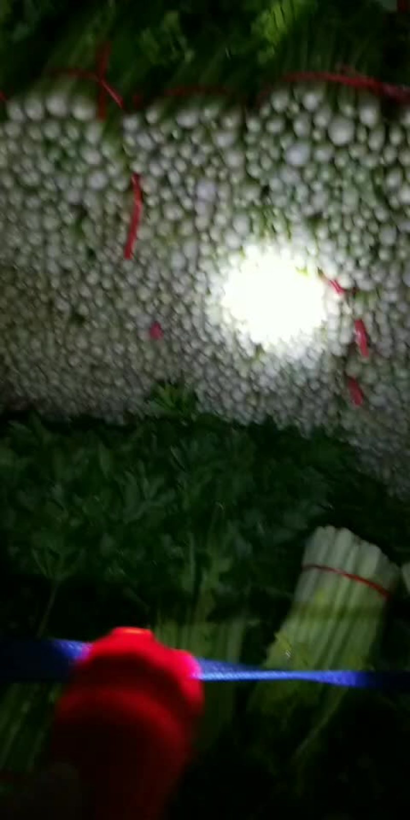 高原夏季精品毛芹大量上市