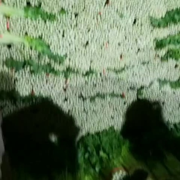 高原夏季精品毛芹大量上市
