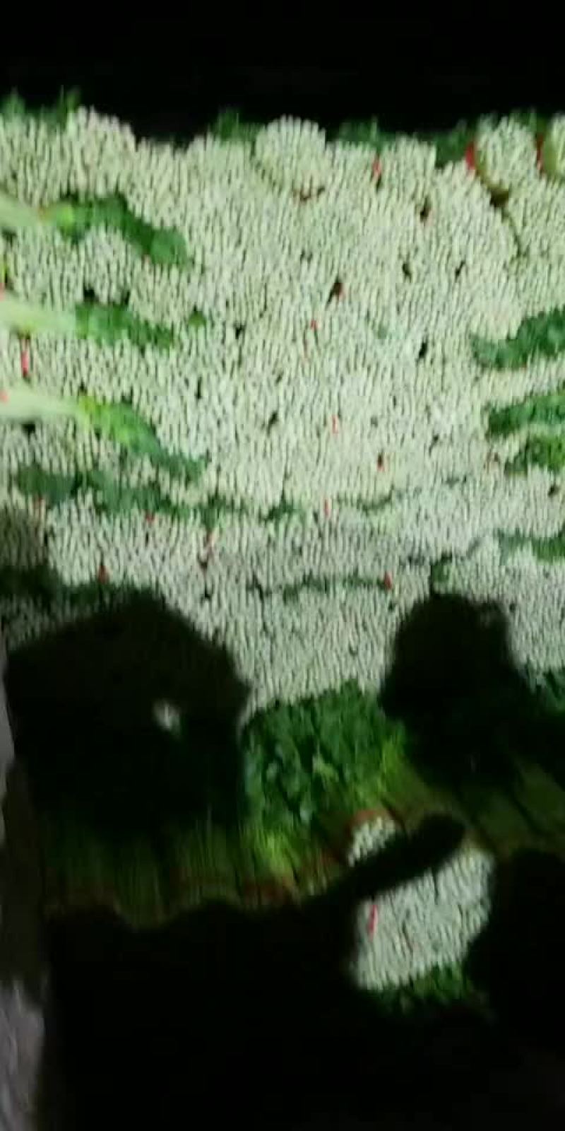 高原夏季精品毛芹大量上市