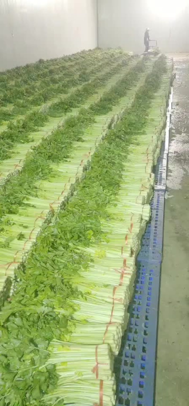 高原夏季精品毛芹大量上市