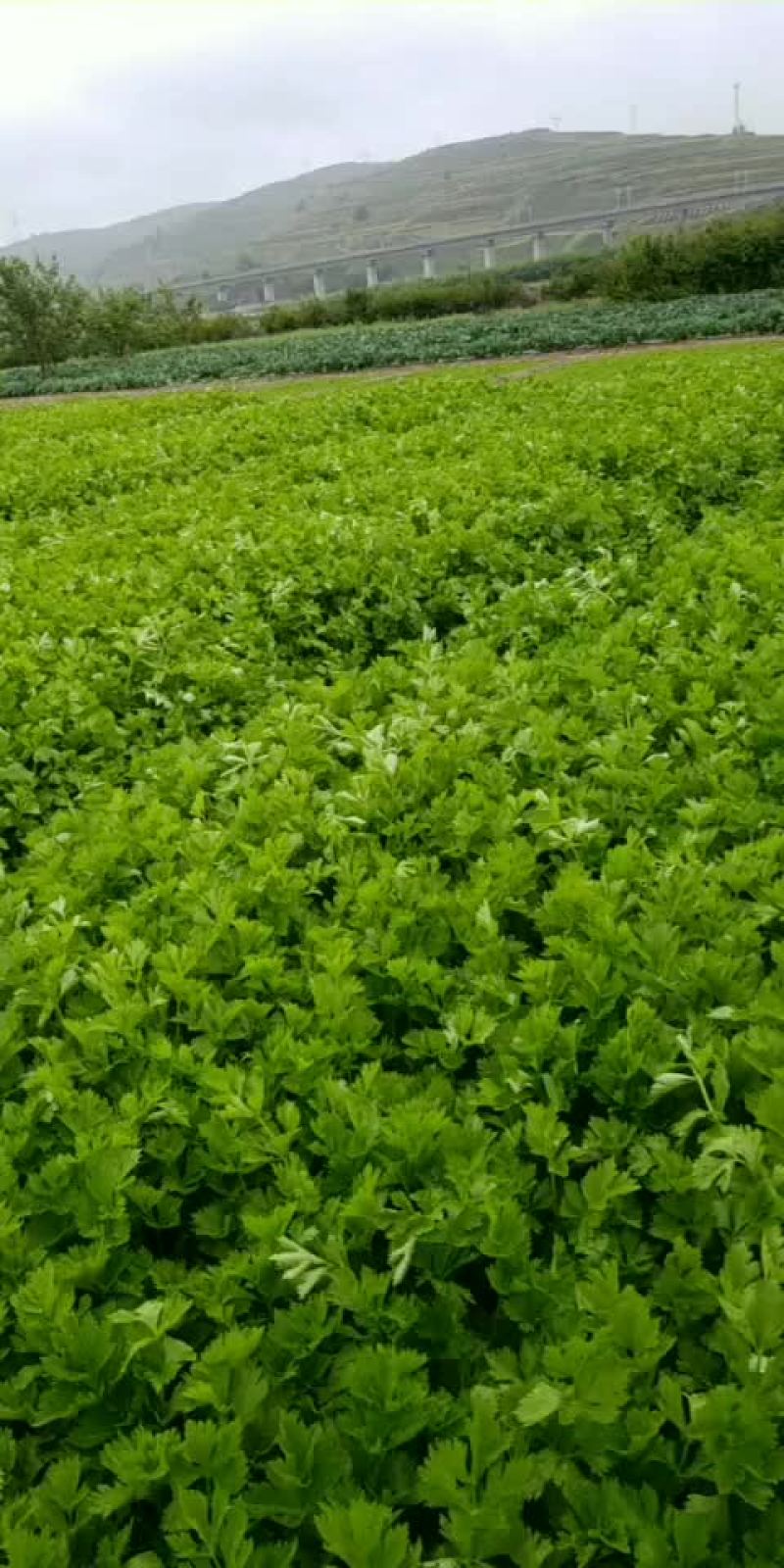 高原夏季精品毛芹大量上市