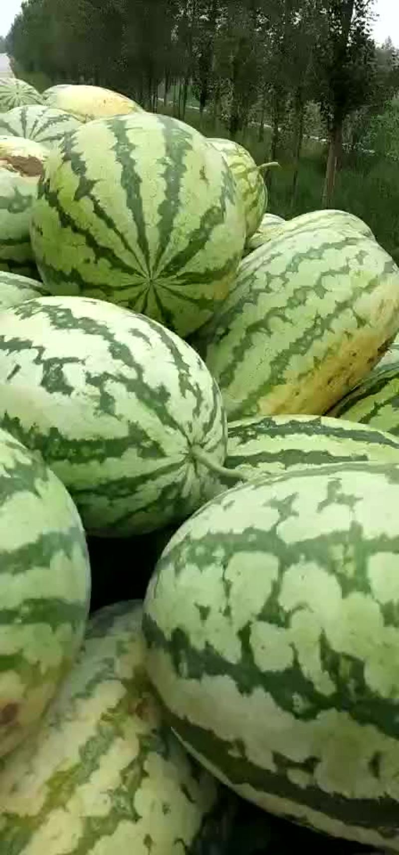 金城五，内蒙沙漠瓜