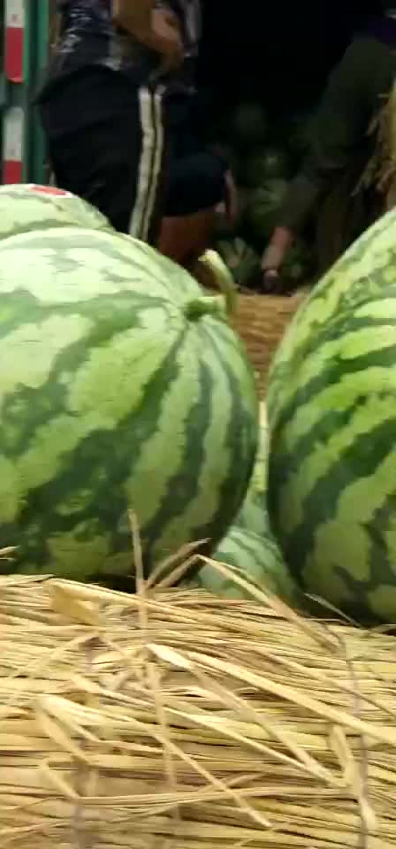 金城五，内蒙沙漠瓜
