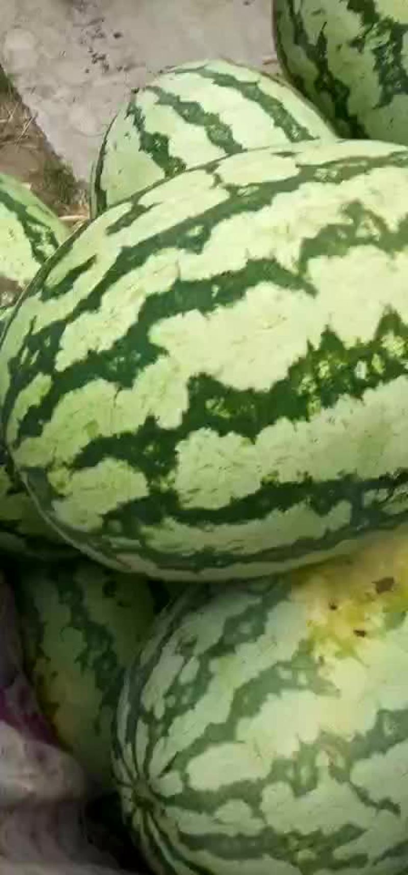 金城五，内蒙沙漠瓜