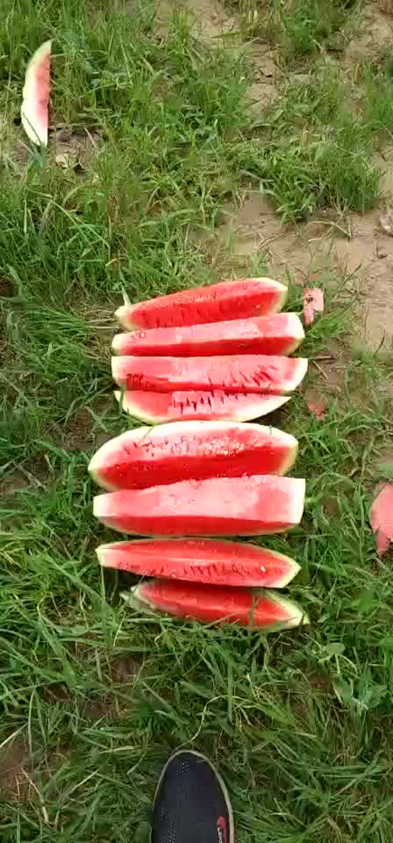 金城五，内蒙沙漠瓜