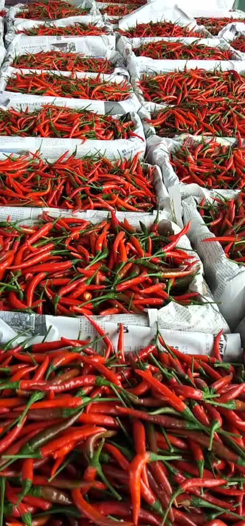 小米辣大量上市，货源充足，价格低。货源稳定，欢迎大家定购