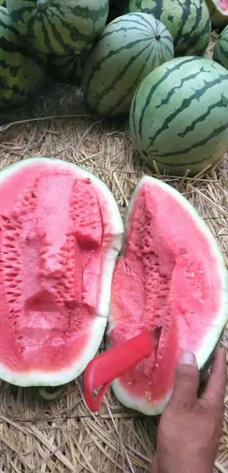 沙土地西瓜