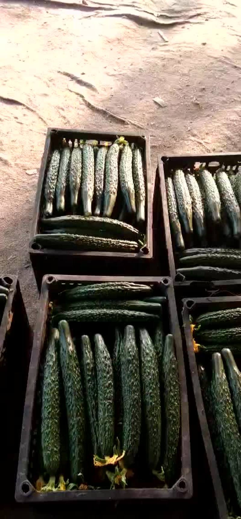 蜜刺黄瓜