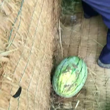 西瓜