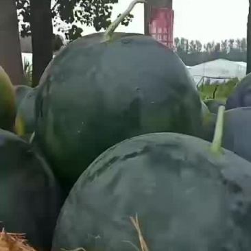 黑无籽西瓜大量上市