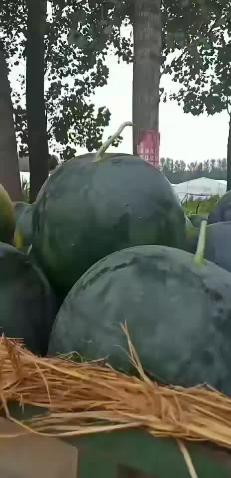 黑无籽西瓜大量上市