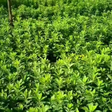 杜鹃小苗（球）