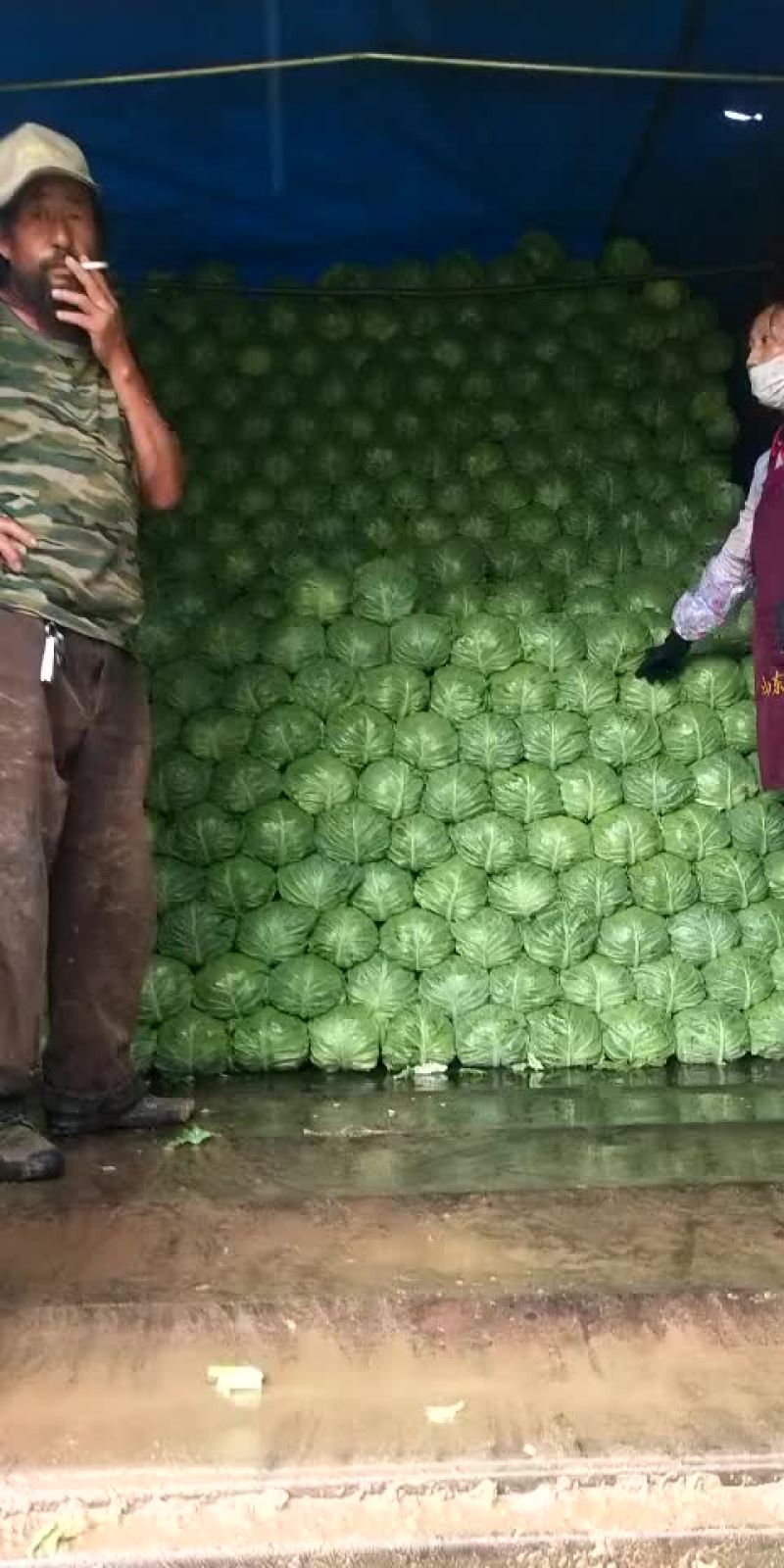 甘蓝