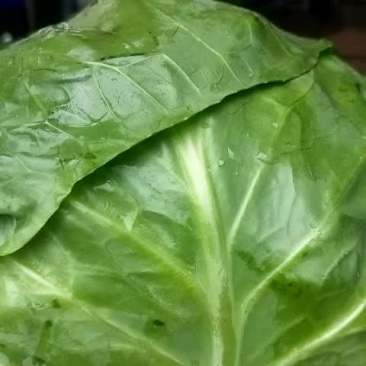 甘蓝