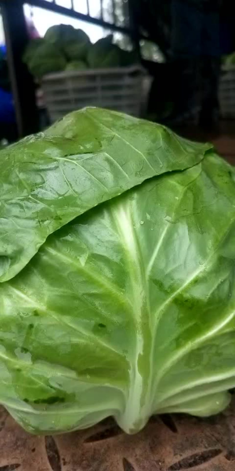 甘蓝