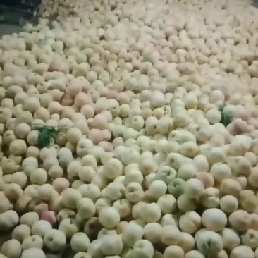 白桃