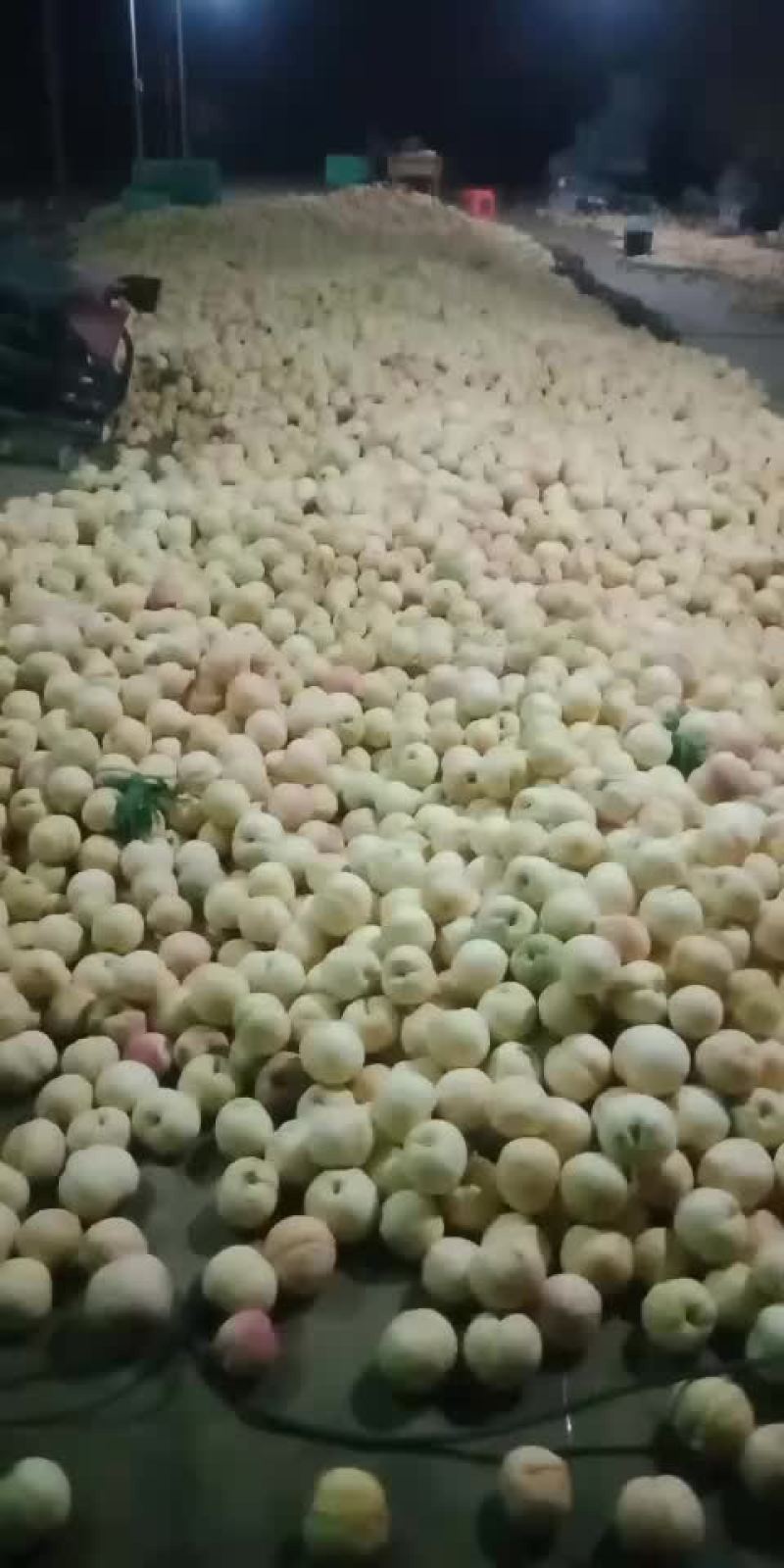 白桃