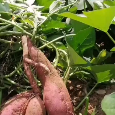 红薯100亩，表面光滑，颜色红润，味道甜美。深受广大消费