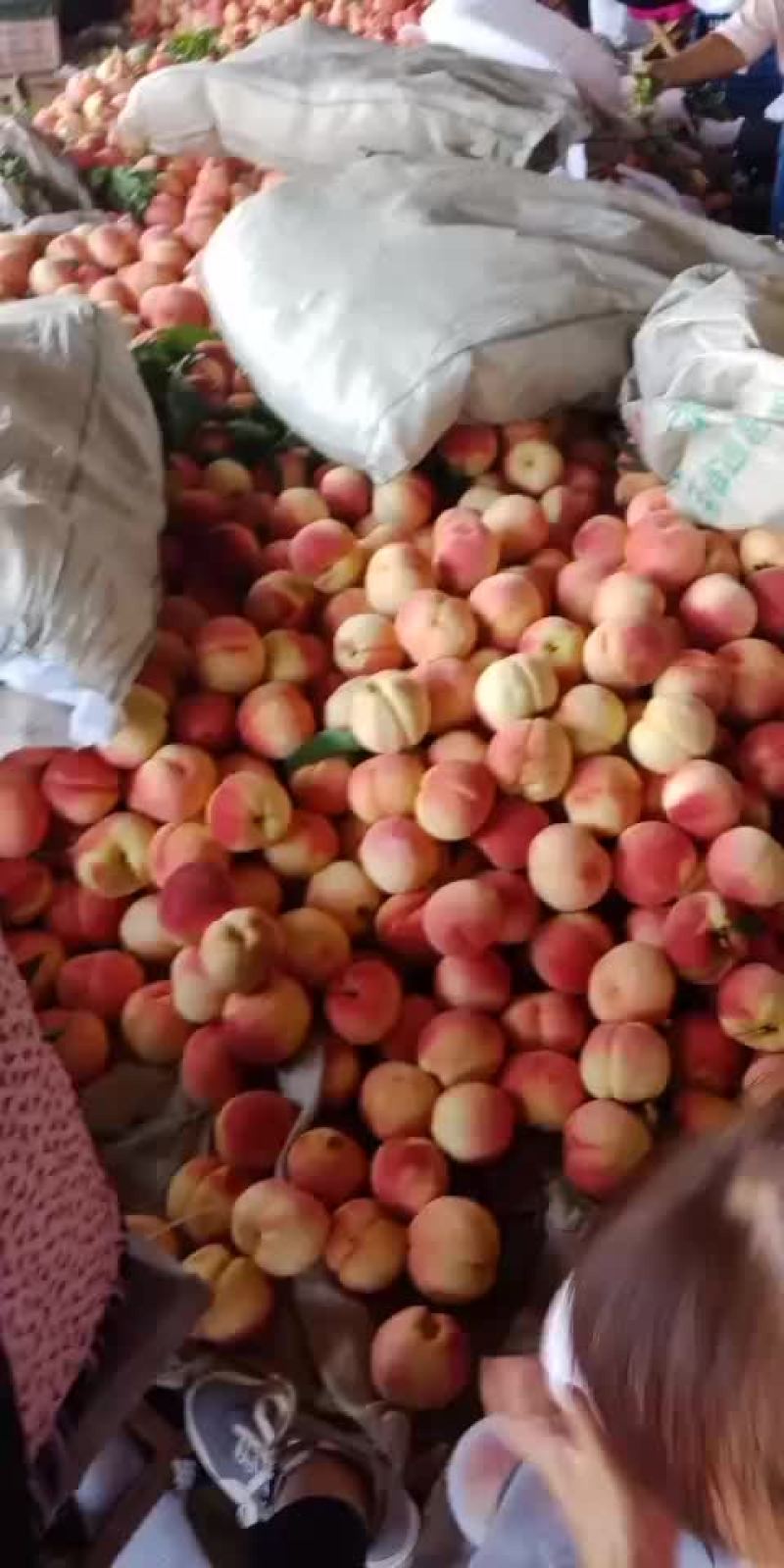 毛桃