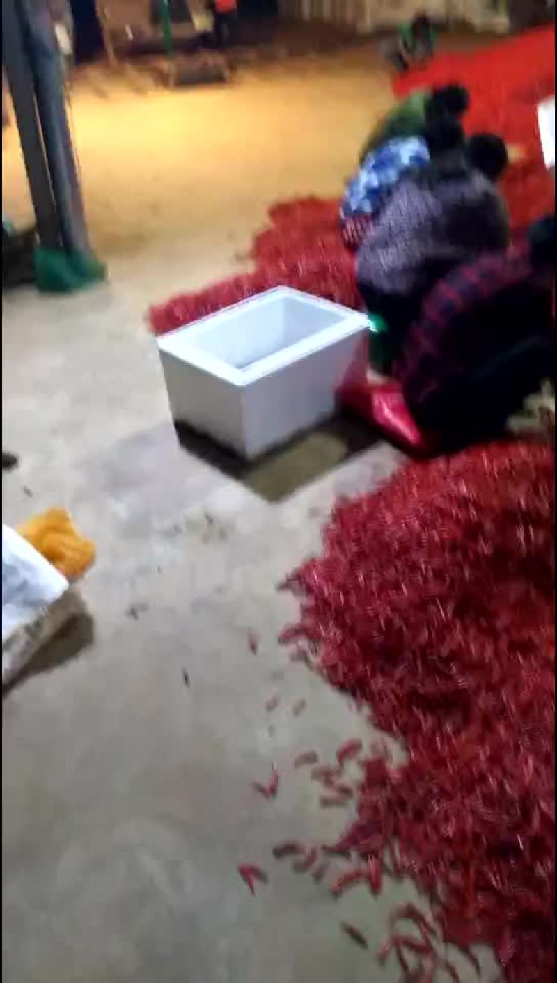 新鲜各种辣椒大量批发