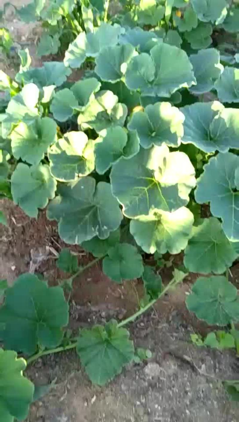 甜蜜南瓜土豆
