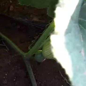 甜蜜南瓜土豆