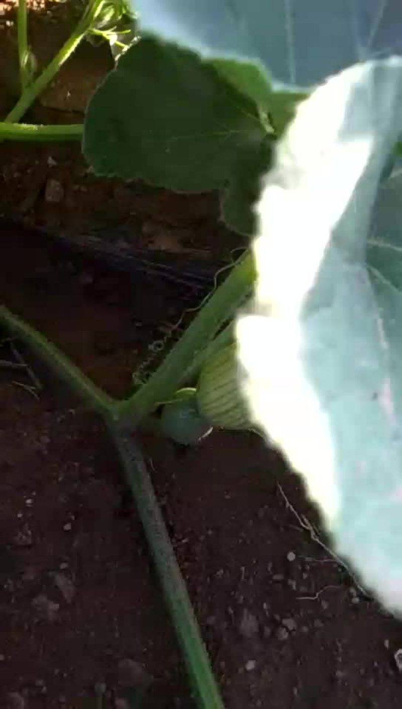 甜蜜南瓜土豆