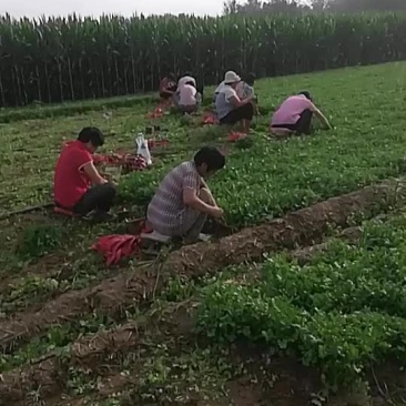 精品香菜