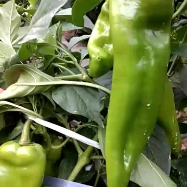 出售大棚菜椒