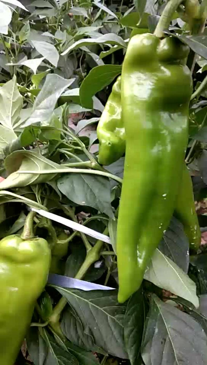 出售大棚菜椒