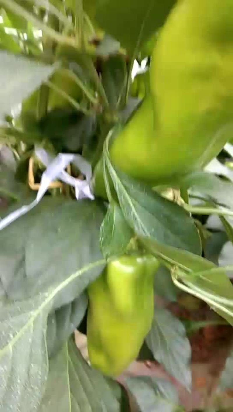 出售大棚菜椒