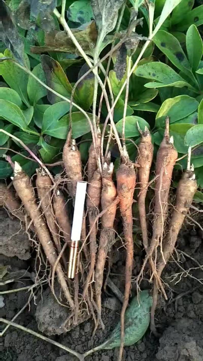 赤芍苗，知母苗