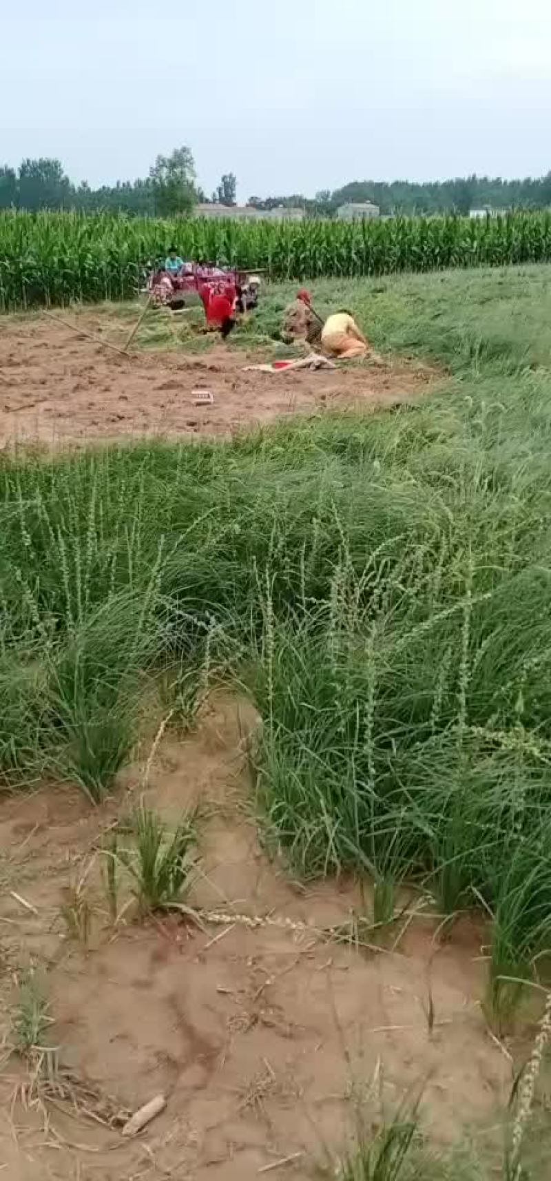 赤芍苗，知母苗