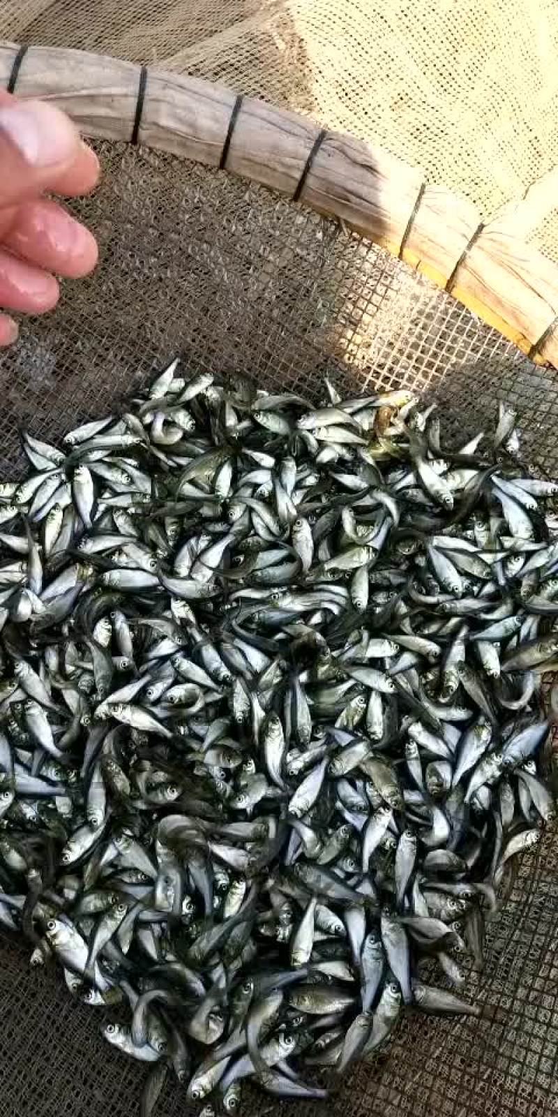 精品鱼苗养殖场厂销售各种鱼苗