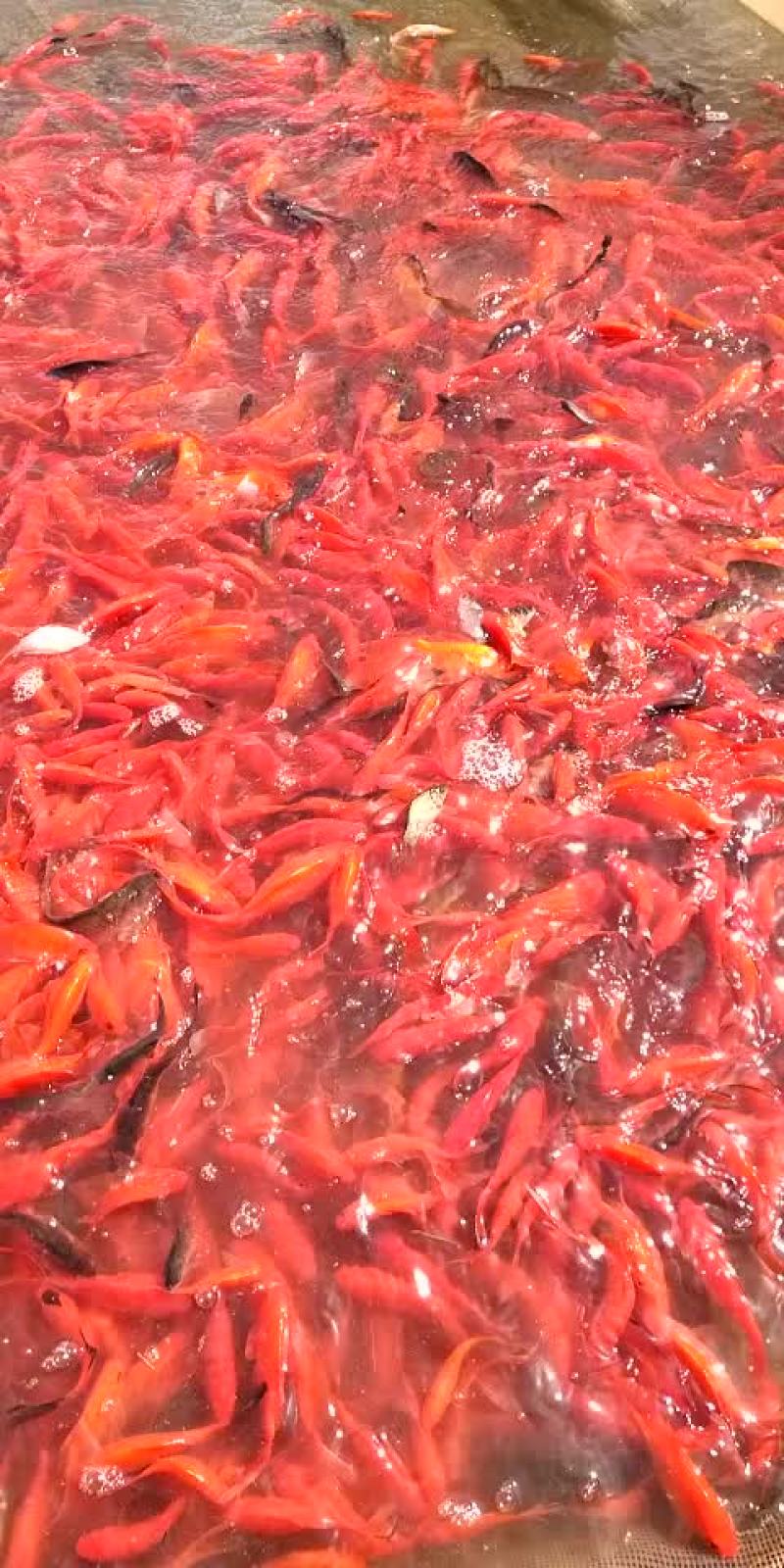 精品鱼苗养殖场厂销售各种鱼苗