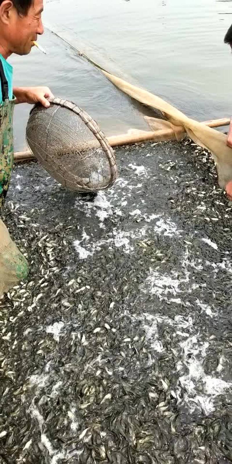 精品鱼苗养殖场厂销售各种鱼苗