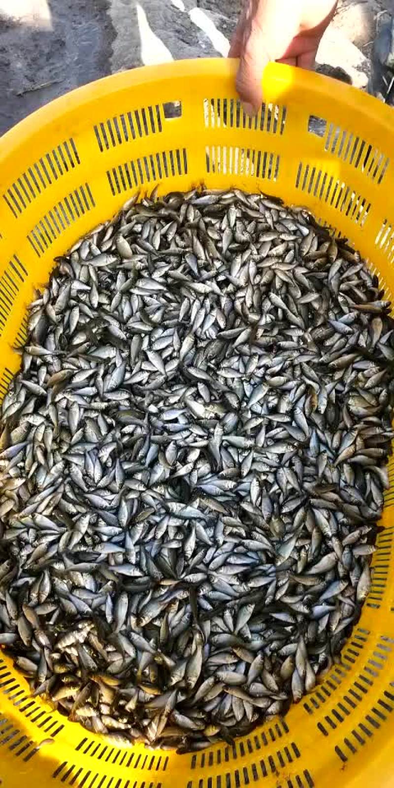 精品鱼苗养殖场厂销售各种鱼苗