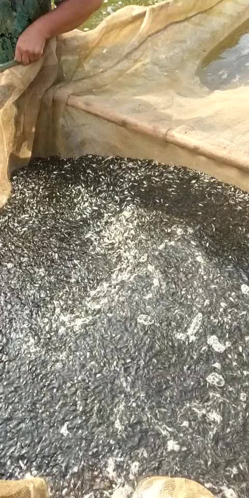 精品鱼苗养殖场厂销售各种鱼苗