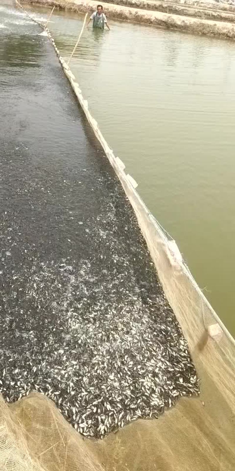精品鱼苗养殖场厂销售各种鱼苗