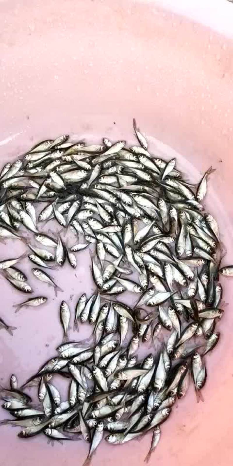 精品鱼苗养殖场厂销售各种鱼苗