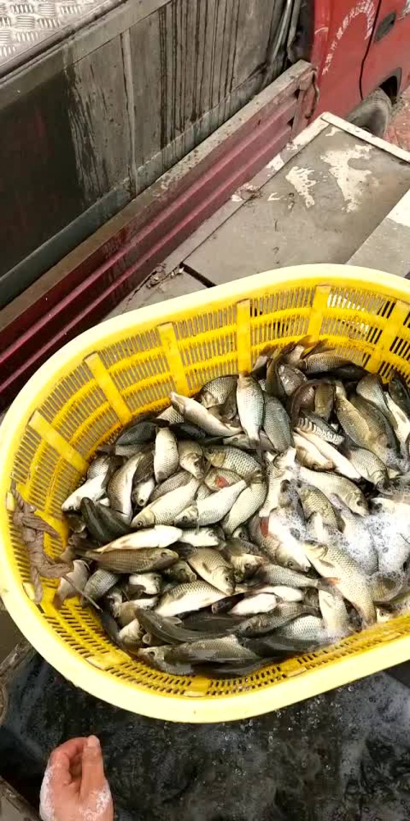 精品鱼苗养殖场厂销售各种鱼苗