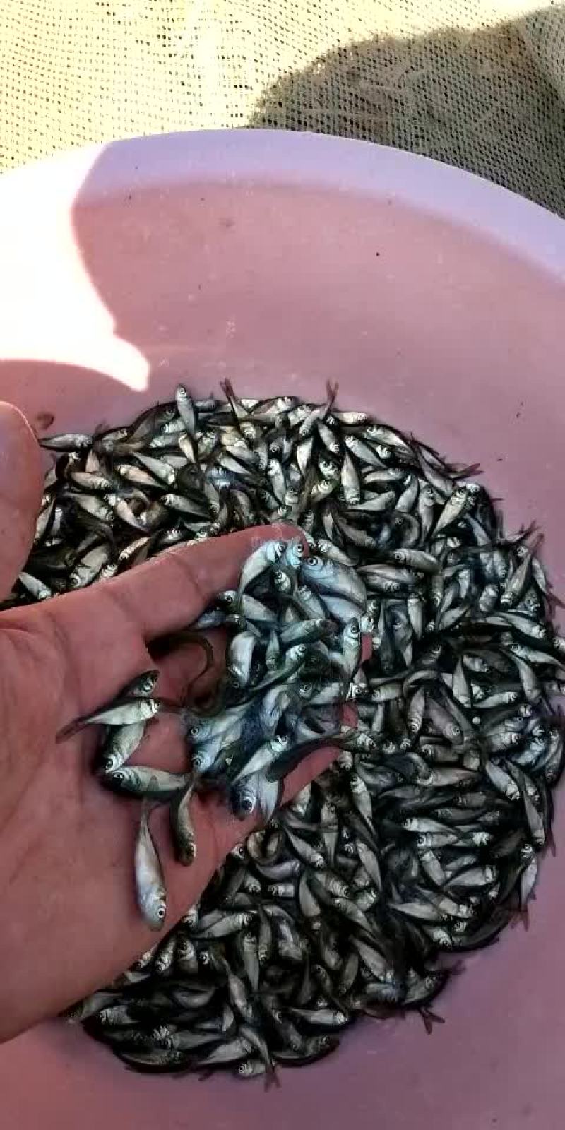 精品鱼苗养殖场厂销售各种鱼苗