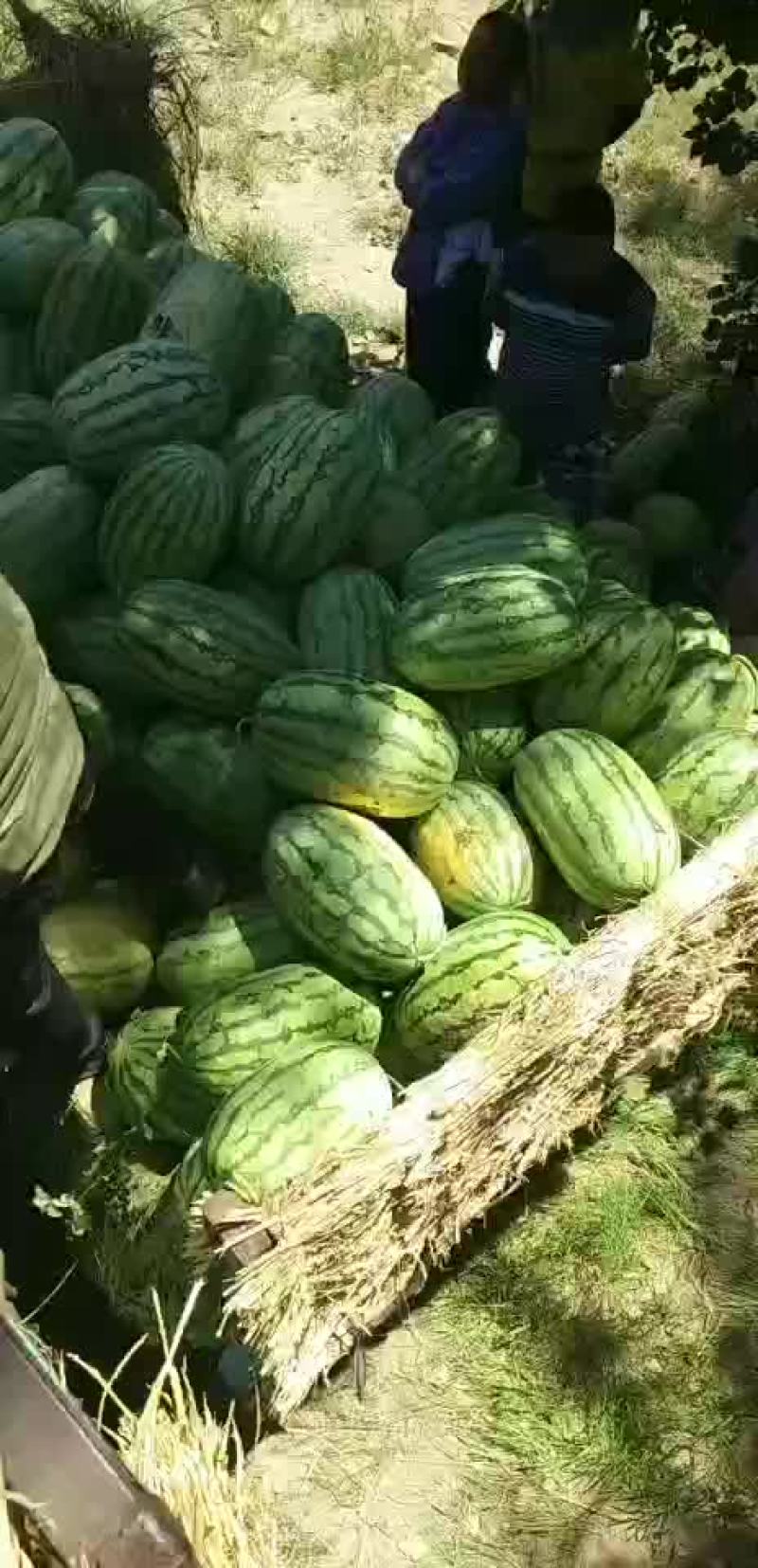 金城五，内蒙沙漠瓜