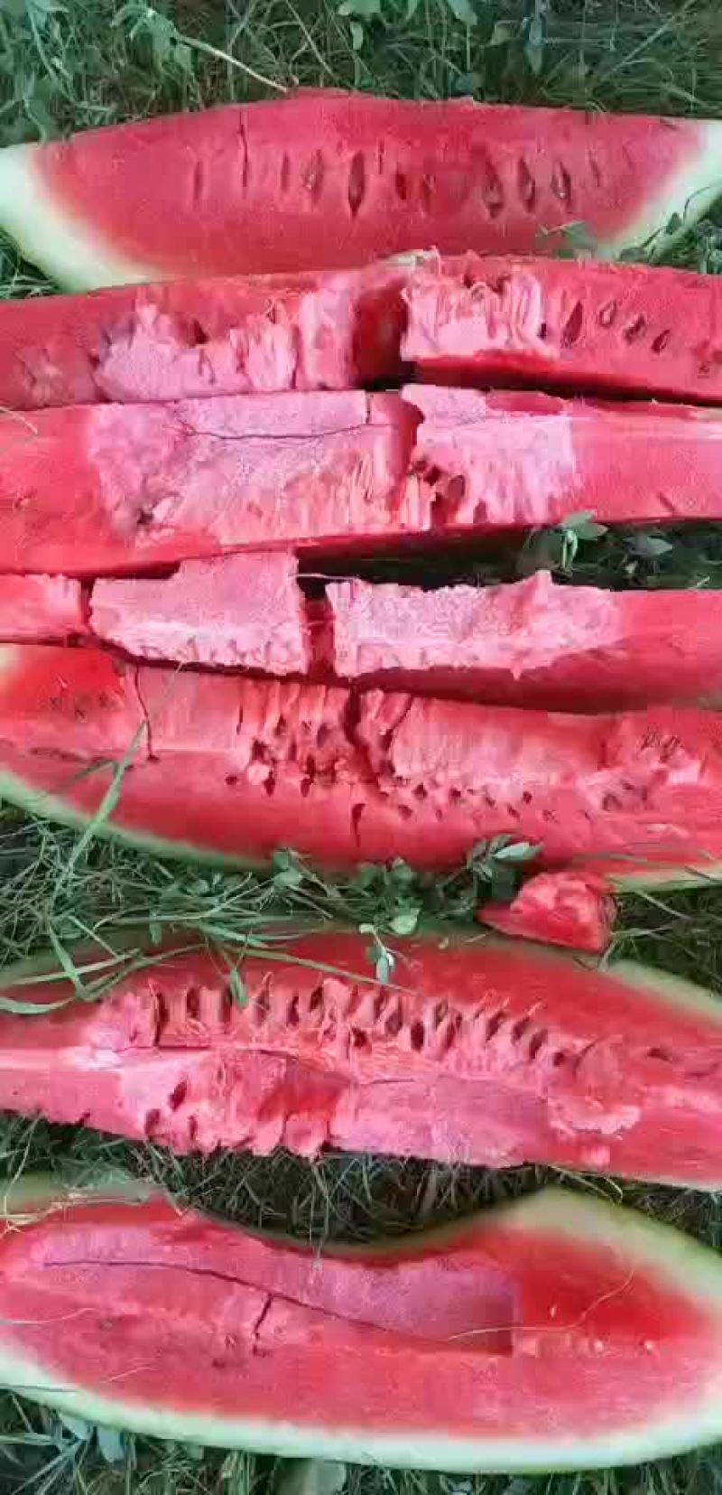 金城五，内蒙沙漠瓜
